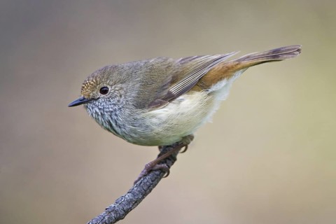 Brown Thornbill (Acanthiza pusilla), New South Wales, Australia