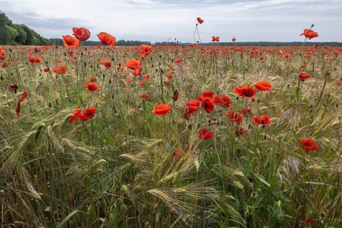 Poppy flower (Papaver rhoeas) in a grain field, Mecklenburg-Western Pomerania, Germany