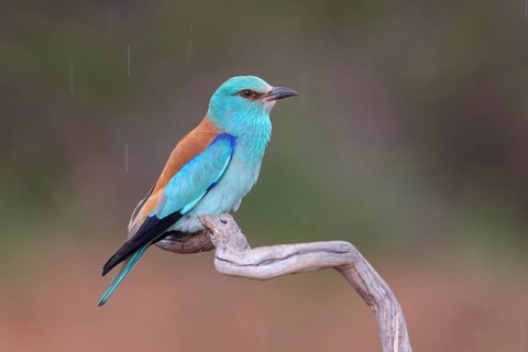 European roller (Coracias garrulus), on perch, Hides de El Taray / Roller Hide, Villafranca de los