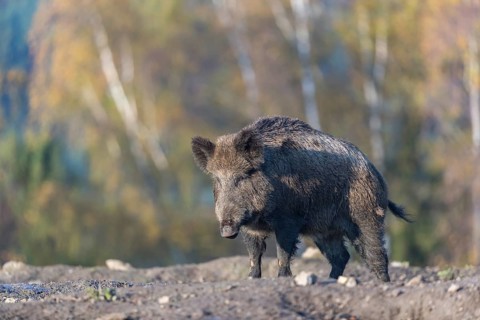 One wild boar or wild pig (Sus scrofa), walking over an opening in early morning light, searching