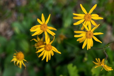 Arnica Montana, Arnica, Asteraceae, Mountain Welfare Rental, Daisy, Flora, Leopard's Bane, Mountain