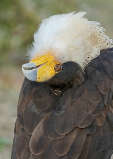 Northern Crested Caracara (Caracara cheriway), Texas, USA