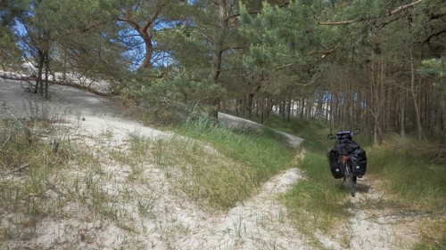 A bicycle with panniers is parked on a sandy forest path surrounded by pine trees and green