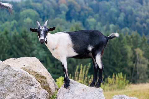A crossbreed of peacock goat (Capra aegagrus f. hircus) and pygmy goat stands on a rock on a cloudy