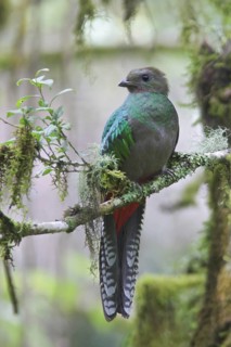 Resplendent Quetzal (Pharomachrus mocinno) female, Costa Rica