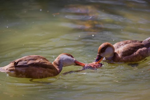 Two female red-crested pochards (Netta rufina) fight over a grass frog (Rana temporaria) and try to
