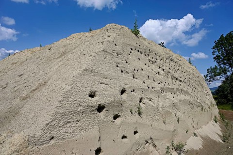 Artificially constructed breeding wall for sand martins (Riparia riparia), Reussegg nature reserve,