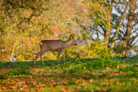 A roebuck (Capreolus capreolus) runs across a meadow at sunrise