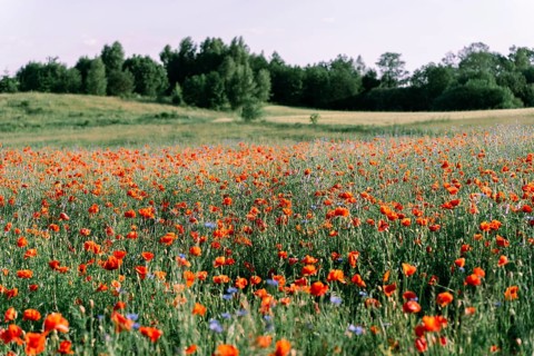 Rural nature in late spring or early summer. Flowering poppy (Papaver rhoeas) field, small hill