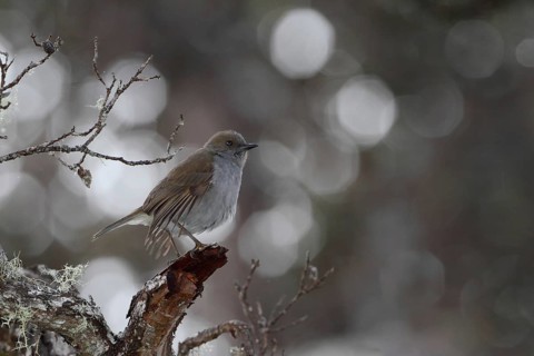 Photographed on the Island of Hawaii.Endemic to the Island of Hawaii