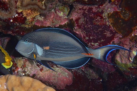 Red Sea Clown Surgeonfish (Acanthurus sohal)