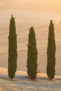 Cypress tres in a typical Tuscan landscape in Val d'Orcia with hills at sunrise in summer, Tuscany,