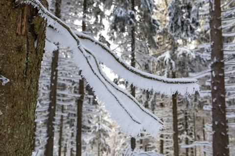 Hoarfrost on branches in the winter forest on the Auersberg, Eibenstock, Erzgebirge, Saxony,