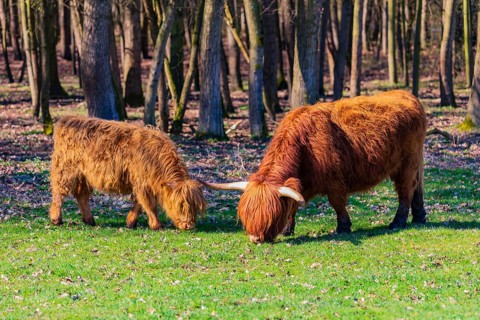 One Highland cow (Bos (primigenius) taurus) and her calf stand grazing on a meadow. A forest in the
