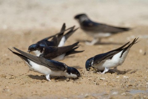Common House Martin (Delichon urbicum), Greece