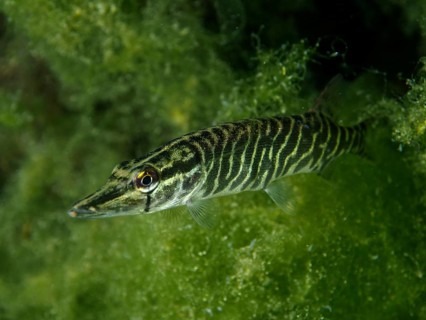 Striped pike (Esox lucius) between algae, dive site Zollbrücke, Rheinau, Canton Zurich, Rhine, High