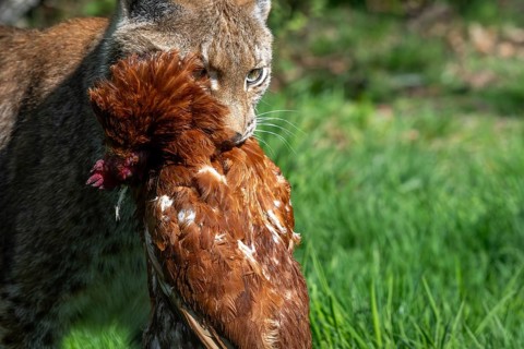 Hunting Eurasian lynx (Lynx lynx) walking with killed chicken prey in its muzzle in meadow, field