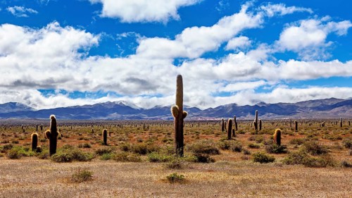 Desert landscape with numerous cacti and mountains in the distance, under a blue sky with clouds,