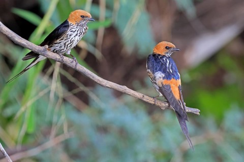 Little Cecropis (Cecropis abyssinica), adult, waiting, watchful, pair, Pilanesberg National Park,