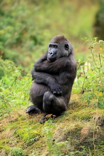 Western gorilla (Gorilla gorilla), juvenile, one year old, sitting on the ground, alert