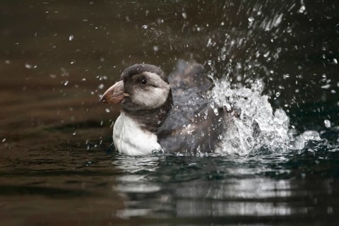 Atlantic Puffin (Fratercula arctica) bathing, Schleswig-Holstein, Germany
