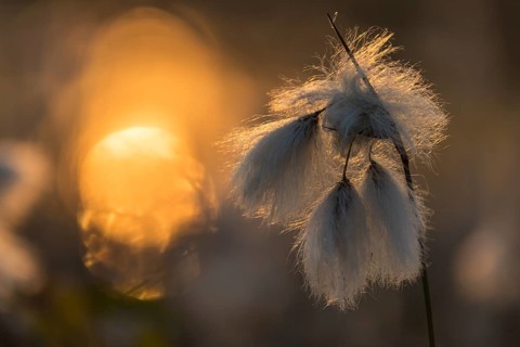 Tussock cottongrass (Eriophorum vaginatum) flowering in sunset, Goldenstedter Moor, Lower Saxony,