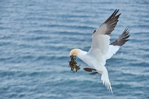 Northern gannet (Morus bassanus) flying over the sea with rivet material in the beak, landing