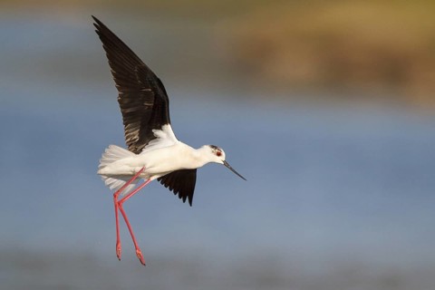 Black-winged Stilt (Himantopus himantopus) flying, Greece