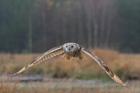 One Siberian Eagle Owl (Bubo bubo sibiricus) flying over tall reed grass lakeshore on an autumnal