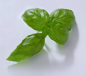 Basil (Ocimum basilicum), on white background, studio shot