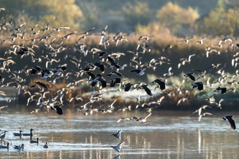 Northern Lapwing, Vanellus vanellus and Black-tailed Godwit, Limosa limosa, birds in flight over