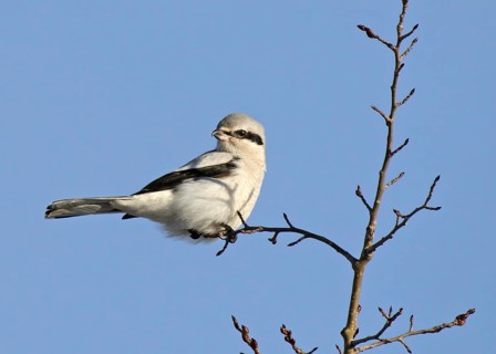 Northern Shrike, Lanius excubitor perched in Saskatoon, Saskatchewan in winter