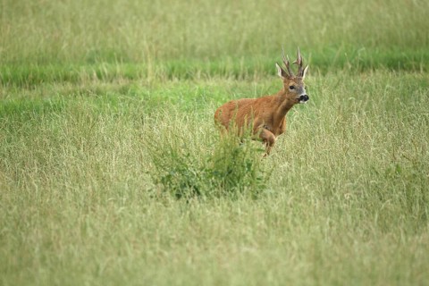 Roe deer (Capreolus capreolus) – a strong buck leaps across the meadow during the rutting season,