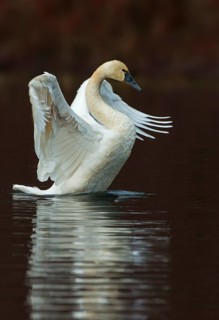 Tundra Swan (Cygnus columbianus)