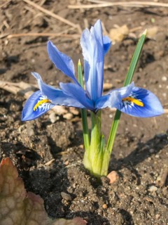 Iris blooming in the botanical garden in spring