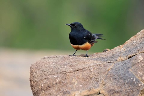 Red-bellied Wheatear (Thamnolaea cinnamomeiventris), adult, male, on the ground, foraging, Mountain