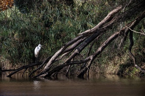 Great White Egret (Ardea alba), Emsland, Lower Saxony, Germany