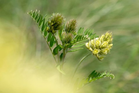 Astragalus cicer, Czech Republic, fabaceae, giggle-bearing, butterflies, tragacanth, Czech