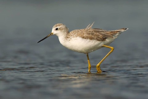 Marsh Sandpiper (Tringa stagnatilis) foraging, Phetchaburi, Thailand