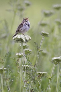 Savannah Sparrow (Passerculus sandwichensis) singing, Manitoba, Canada