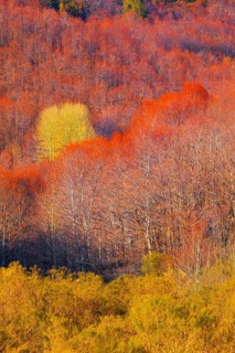 Etna National Park forest, Etna, Sicily, Italy
