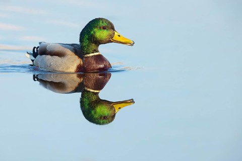 Mallard, (Anas platyrhynchos), drake, male, swims, waters, animals, birds, duck birds, ducks, NSG