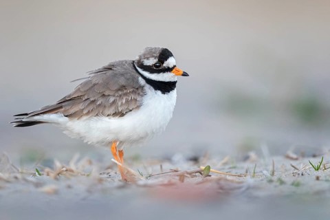Common Ringed Plover (Charadrius hiaticula), Texel, Netherlands