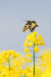A swallowtail (Papilio machaon) flies over a rape blossom under a blue sky, Hesse, Germany