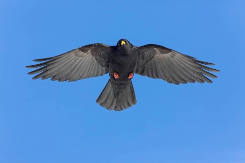 Alpendohle, Alpine Chough, Yellow-billed Chough, Pyrrhocorax graculus, Chocard à bec jaune, Chova