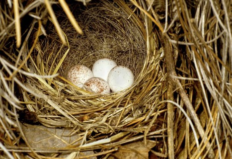 Painted Redstart Myioborus pictus Garden Canyon, Huachuca Mts., ARIZONA, USA April Nest & eggs.
