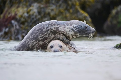 Grey seal (Halichoerus grypus) playing with each other in the water, sea, Düne, Helgoland,