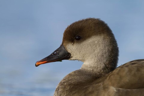 Red-crested Pochard (Netta rufina) female, Bavaria, Germany