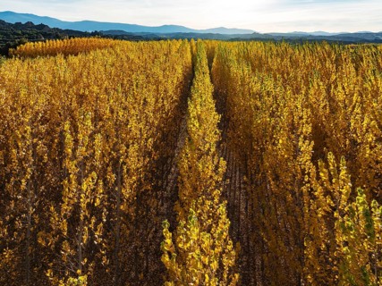 European Aspen (Populus tremula) in autumnal colours. Cultivated for timber. Aerial view. Drone