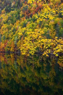 Lake Toplitz, forest in full autumn colors, Austria